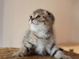 Şecereli̇ Golden Tabby Erkek Yavrulari ( İlan Açiklamasini Okuyunuz )
