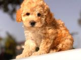 Apri̇cot Toy Poodle Yavrular