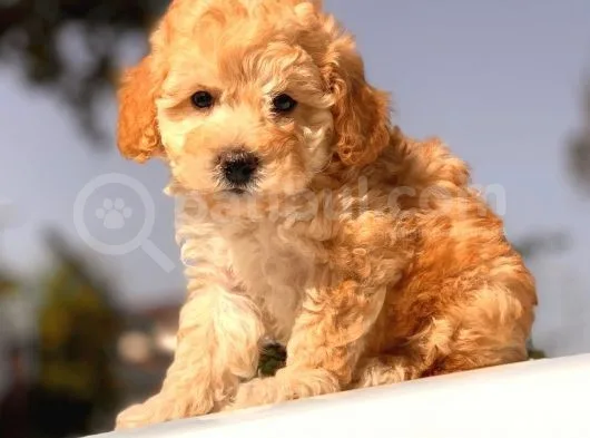 Apri̇cot Toy Poodle Yavrular
