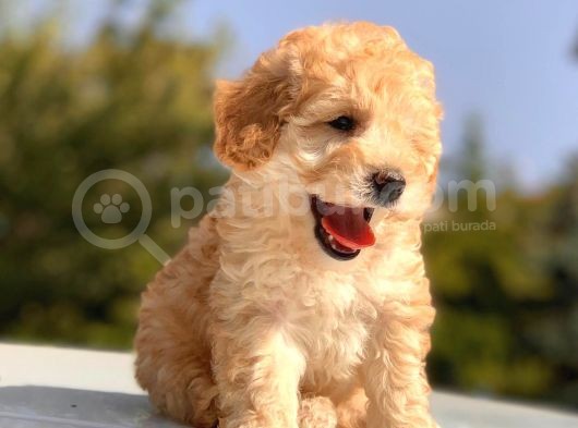 Apri̇cot Toy Poodle Yavrular görsel