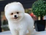 AA Kalite Safkan  Pomeranian Oğlumuz 'Lothbrok'