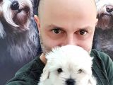 Harika Maltese Yavrular