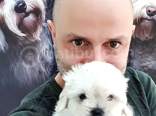 Harika Maltese Yavrular
