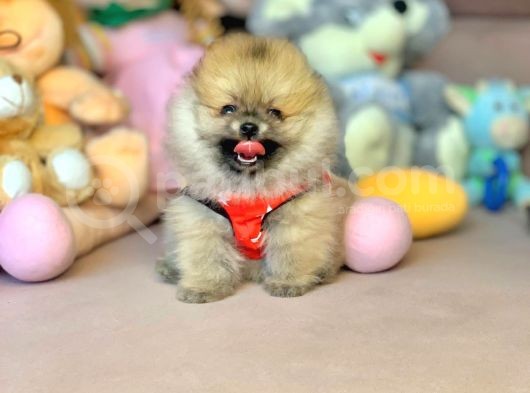 Ayıcık Surat Boo Pomeranian Yavrular görsel