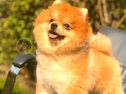 Pomeranian Teddy Bear görsel