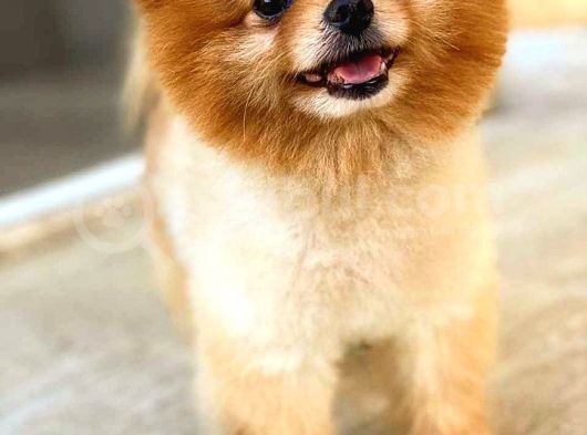 Pomeranian Teddy Bear görsel