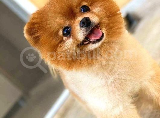 Pomeranian Teddy Bear görsel