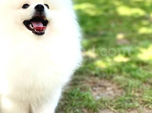Kore Kanı Pomeranian Teddy Bear