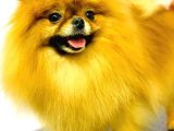 Pomeranian Teddy Bear