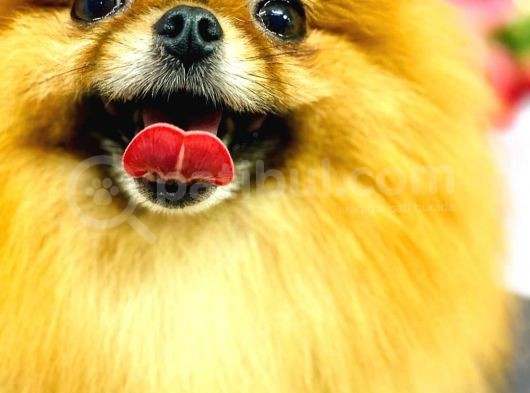 Pomeranian Teddy Bear görsel