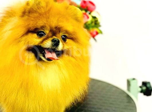 Pomeranian Teddy Bear görsel