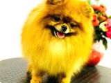 Pomeranian Teddy Bear
