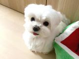 Maltese Terier Yavrularımız