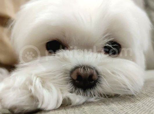 Maltese Terier Yavrularımız görsel