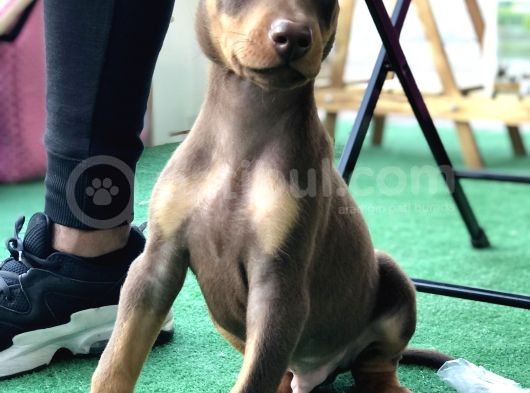 Kızıl Erkek Doberman Yavrumuz görsel