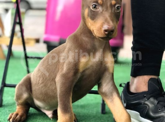Kızıl Erkek Doberman Yavrumuz görsel