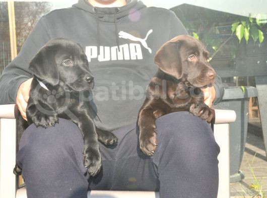 Şecereli Labrador Yavrularımız görsel