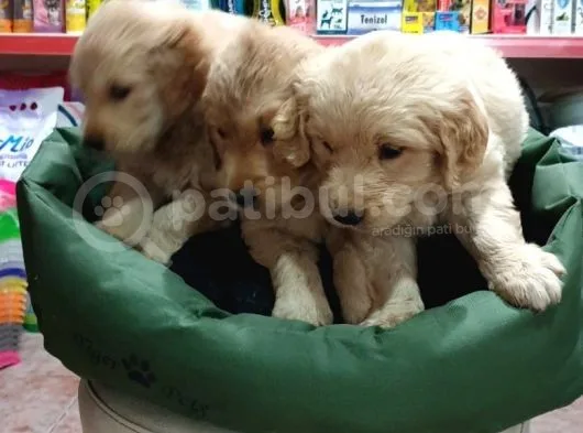 Golden Retriver