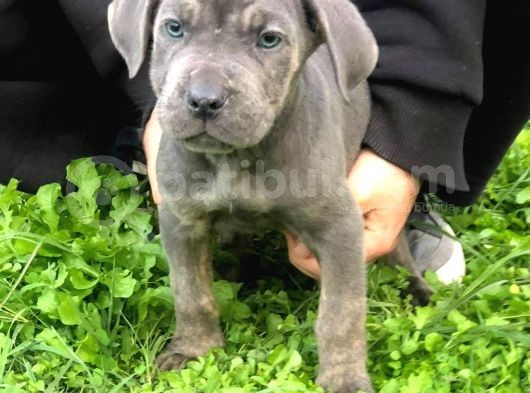Blue Renk Cane Corso Yavrularımız görsel