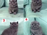 Hari̇ka Güzelli̇kte British Shorhair Ve Scottish Fold Yavruları