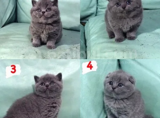 Hari̇ka Güzelli̇kte British Shorhair Ve Scottish Fold Yavruları