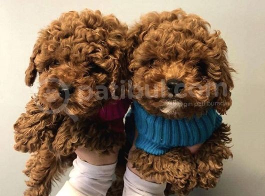 Safkan Red Toy Poodle Yavrularımız görsel