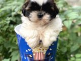 Shıtzu