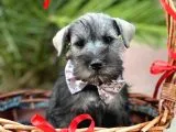 MİNYATÜR SCHNAUZER