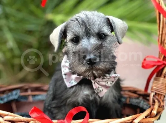 Mi̇nyatür Schnauzer