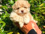 Anne Babadan Orji̇nal Malti̇poo