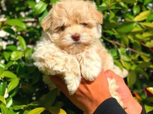 ANNE BABADAN ORJİNAL MALTİPOO