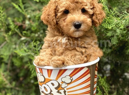 Red Toy Poodle görsel
