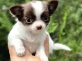 Tea Cup CHİHUAHUA