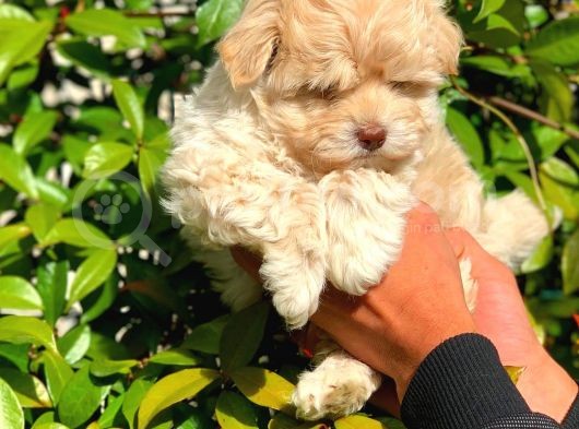 Anne Babadan Orji̇nal Malti̇poo görsel