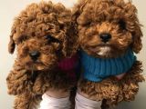 Safkan Red Toy Poodle Yavrularımız