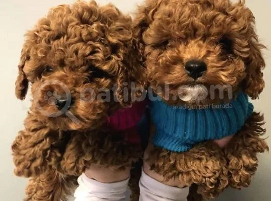 Safkan Red Toy Poodle Yavrularımız
