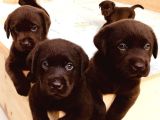 Hari̇ka Çi̇kolata Mavi̇ Göz Labrador Arayan Buraya
