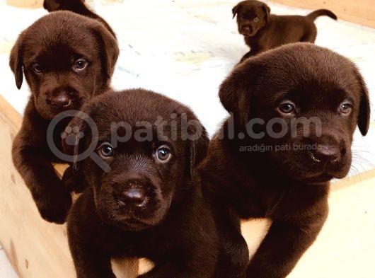 Hari̇ka Çi̇kolata Mavi̇ Göz Labrador Arayan Buraya görsel