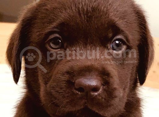 Hari̇ka Çi̇kolata Mavi̇ Göz Labrador Arayan Buraya görsel