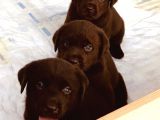 Hari̇ka Çi̇kolata Mavi̇ Göz Labrador Arayan Buraya
