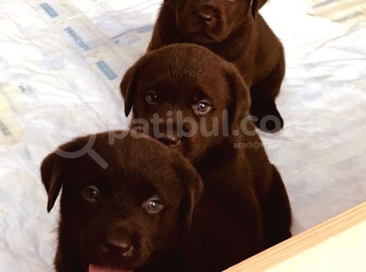 Hari̇ka Çi̇kolata Mavi̇ Göz Labrador Arayan Buraya görsel