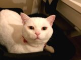 2 Yasında Sevimli British Shorthair
