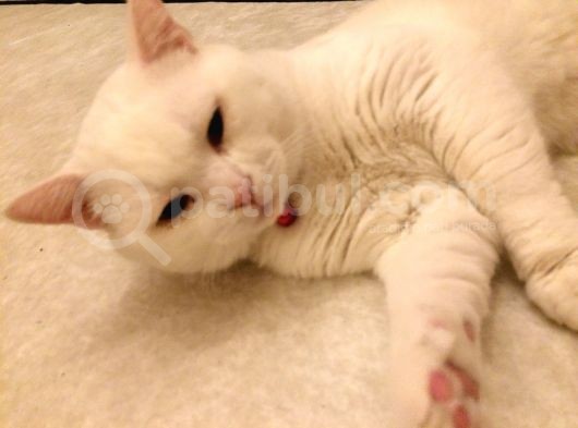 2 Yasında Sevimli British Shorthair görsel