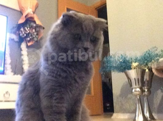 Scottish Fold görsel
