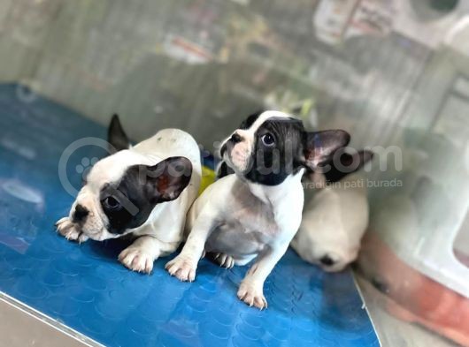 French Buldog görsel