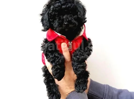 Black Siyah İnci Toy Poodle Yavrularımız