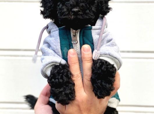 Siyah İnci Black Toy Poodle Yavrularımız görsel