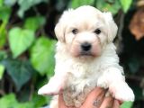 Maltipoo Erkek