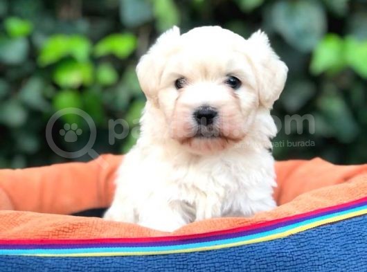 Maltipoo Erkek görsel