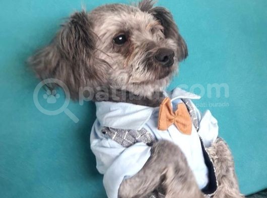 Oddy Köpeğim Bir Yıldır Bakıyorum Gri Siyah görsel